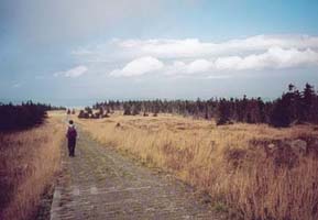 HarzSchmarz